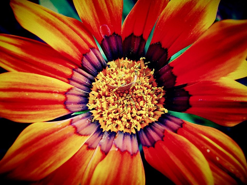 autumn flower filter images