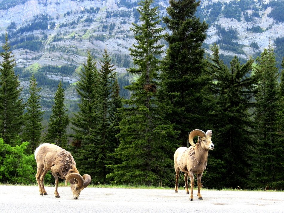 two mountain goats on a mountain in Canada