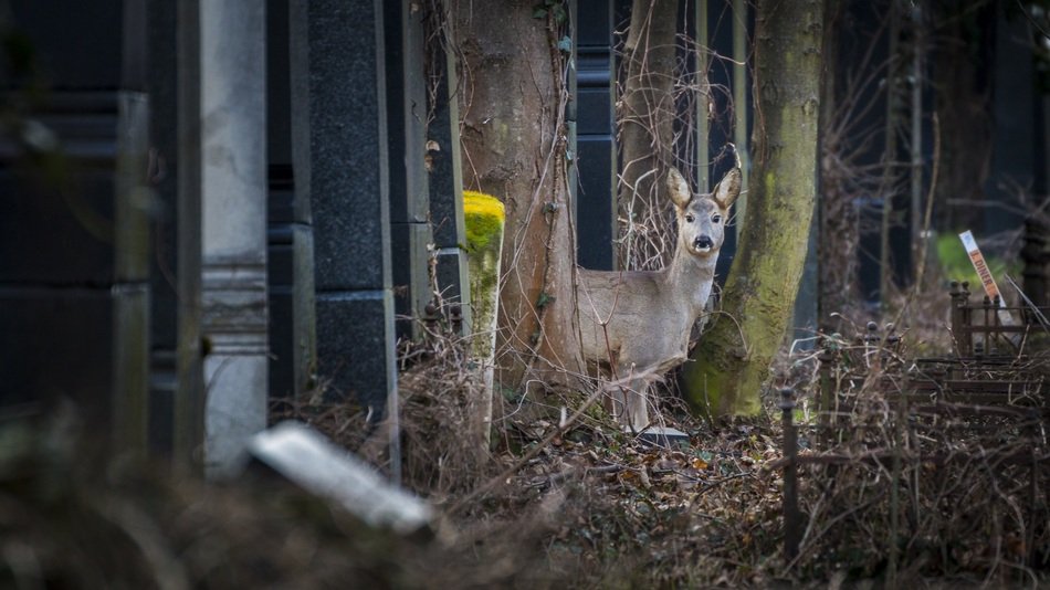 ROE deer in the Cemetery