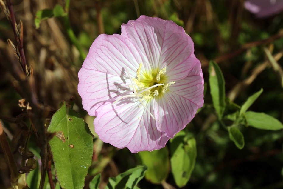 summer pink flower in the forest