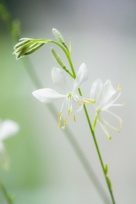 White Green Nature