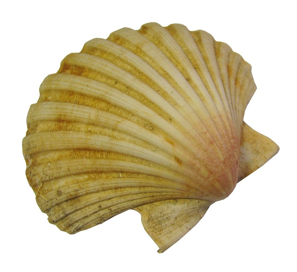 isolated shell