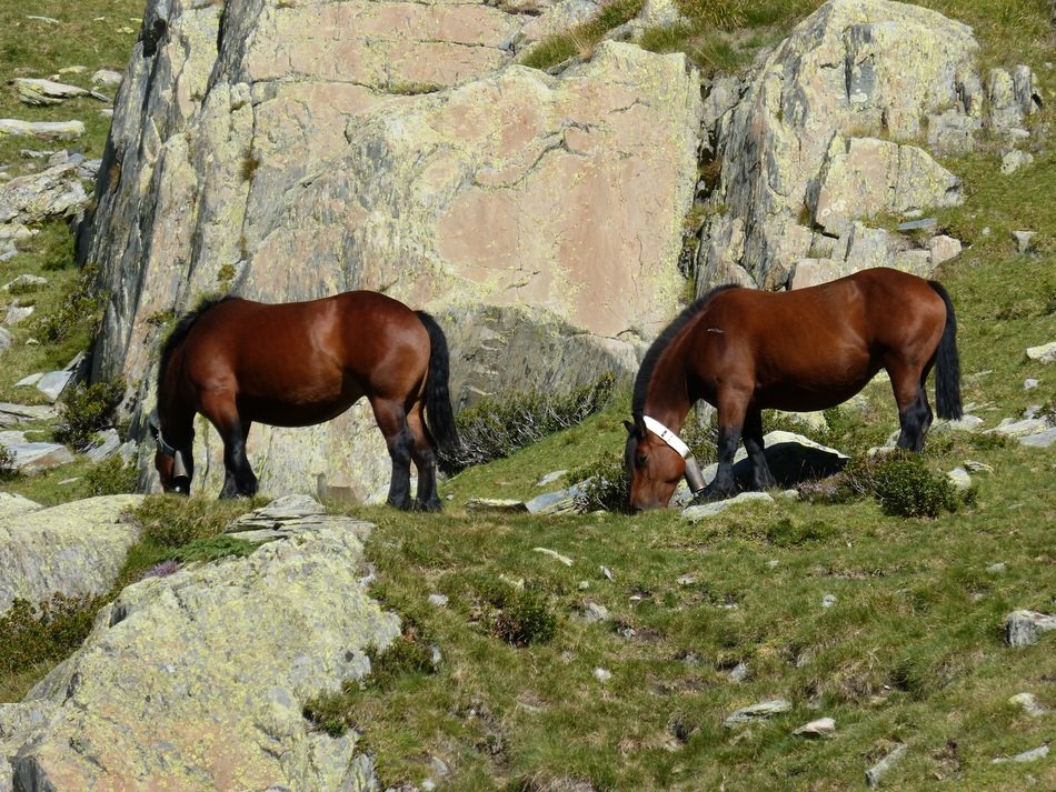 Horses near the rocks