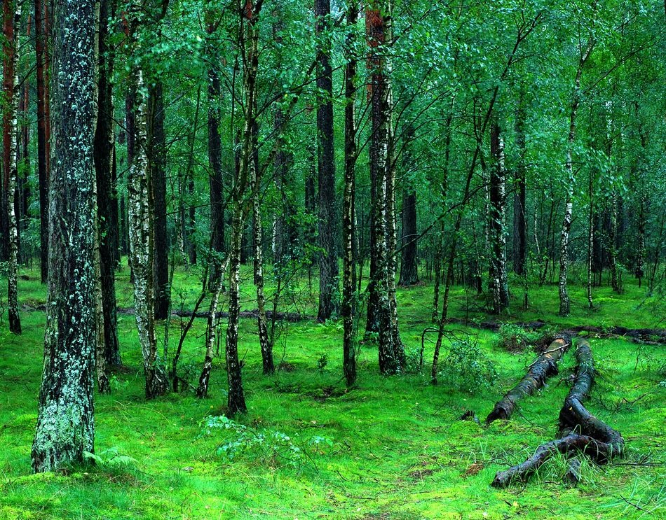 Forests Tucholski in Poland