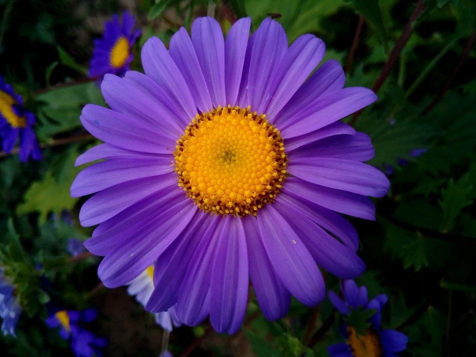 purple daisy with delicate petals in the garden