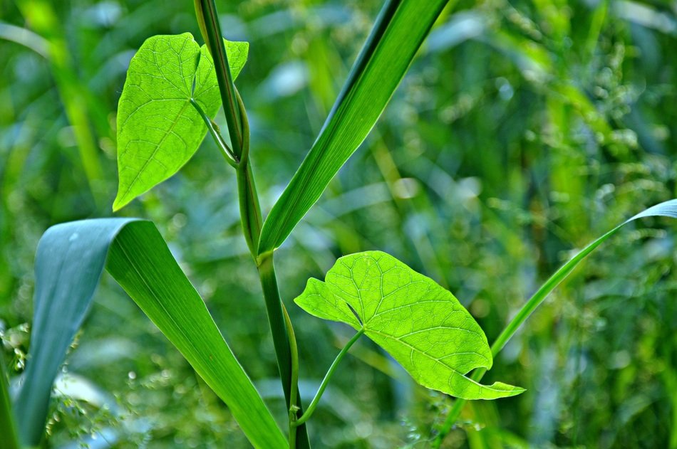 Juncaceae plant