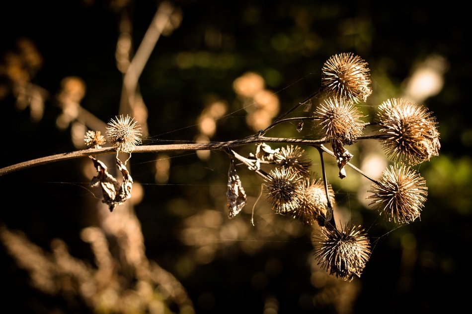 dry thistle in autumn close up