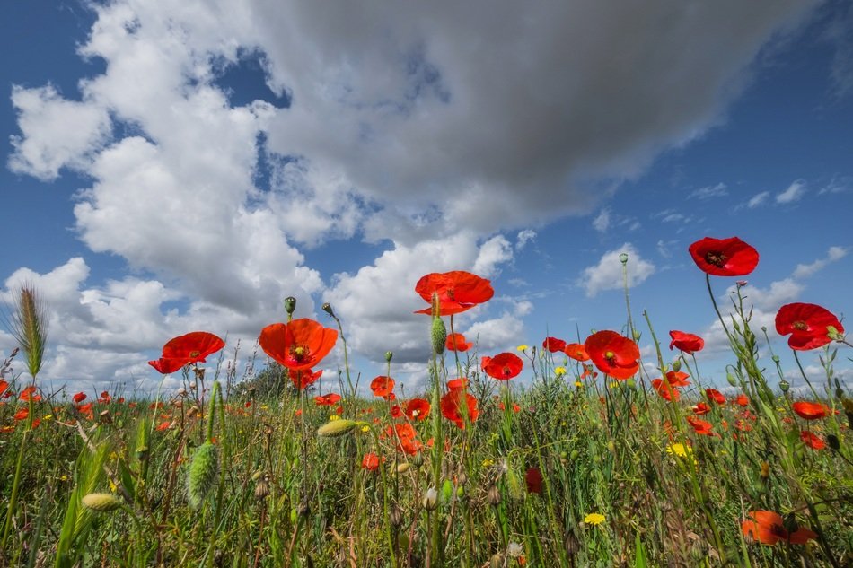 landscape of the poppy field