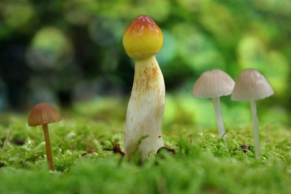 toxic moist mushrooms in the forest