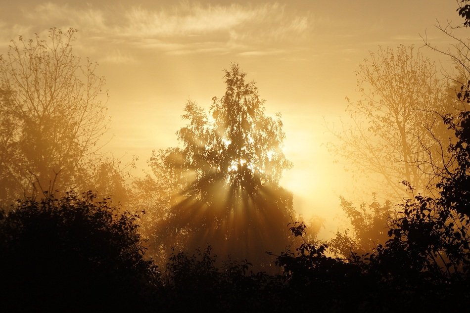 Landscape of forest in the morning