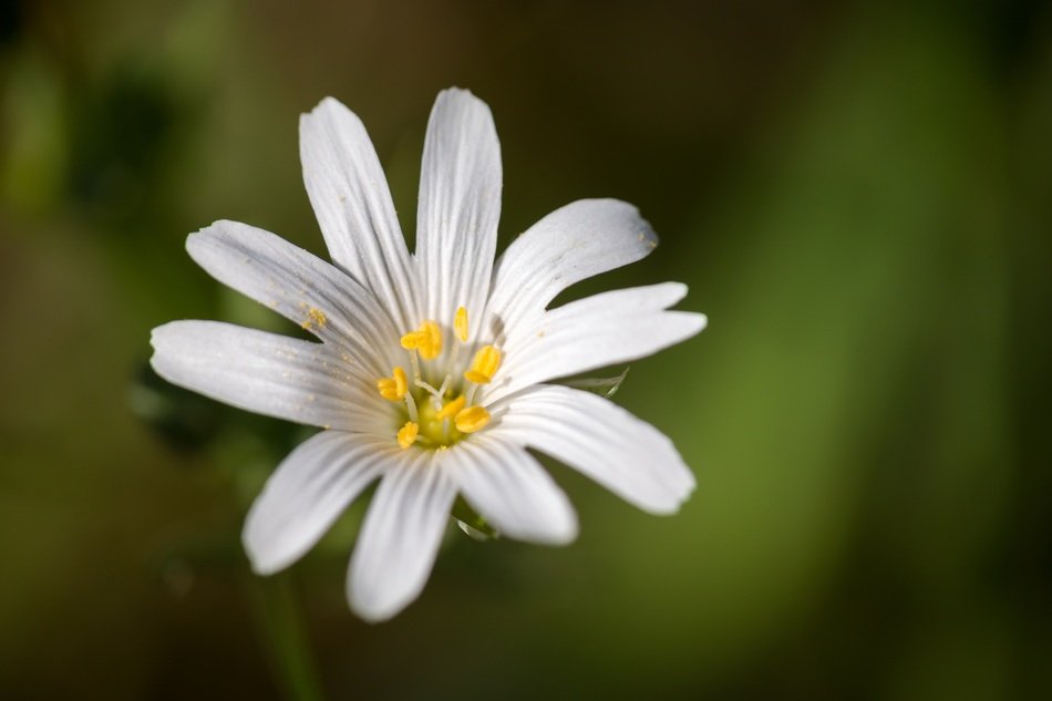 picturesque Chickweed Blossom