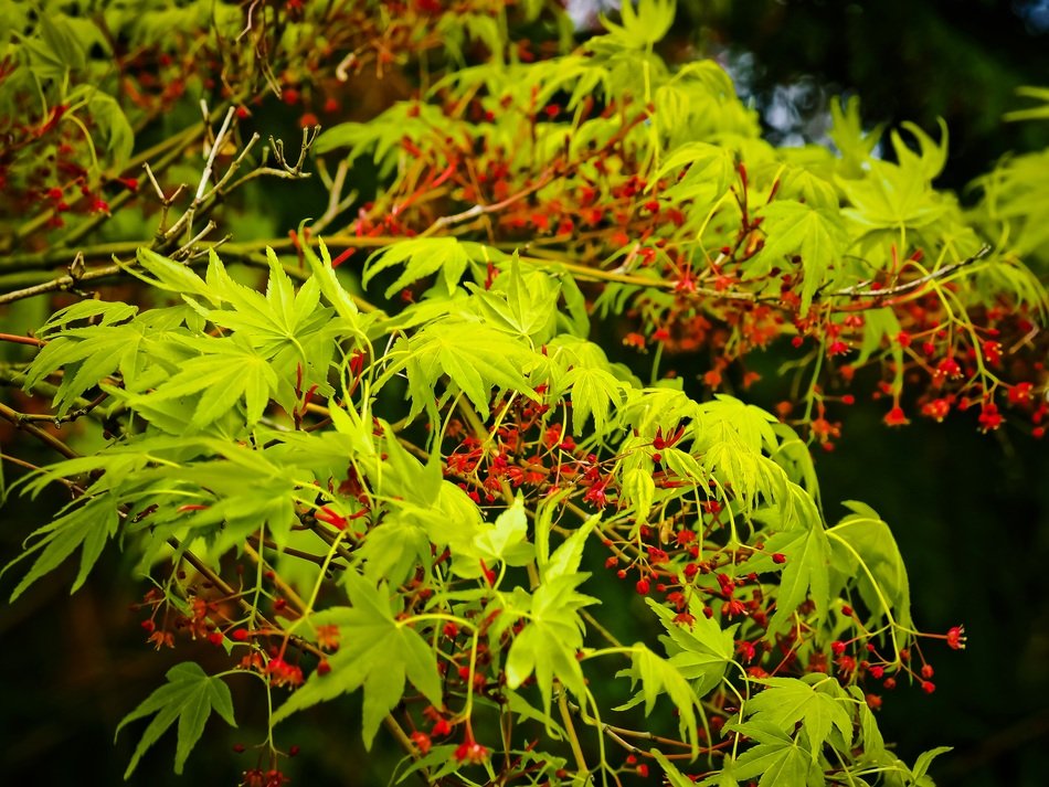 Japanese Maple, blooming Tree