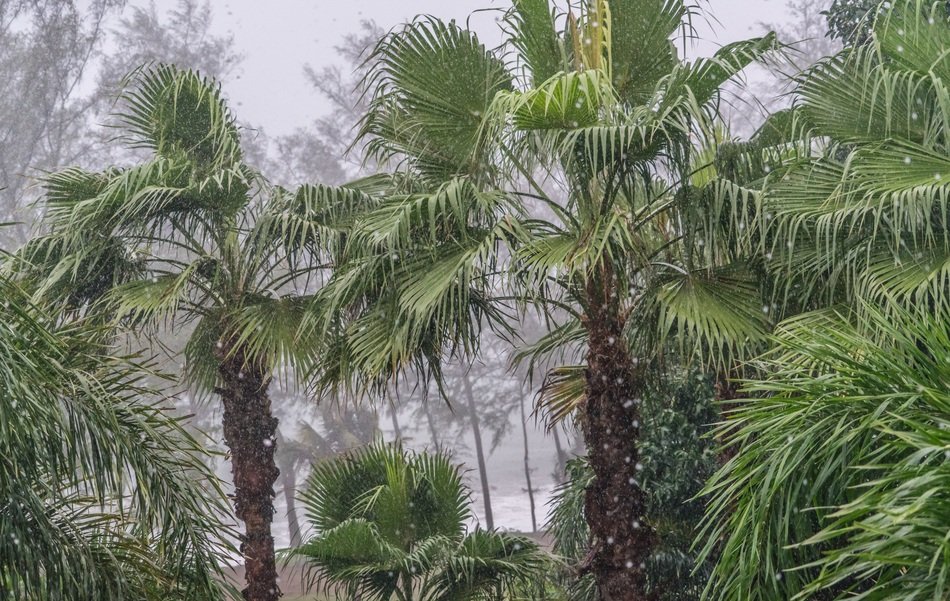 photo of palm trees and tropical rain in Phuket