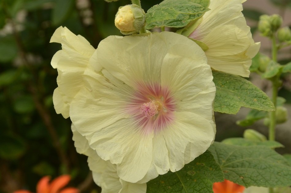 Picture of the pink and white flower in natures