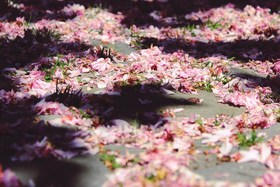 fallen Cherry Blossoms on Ground at Sun