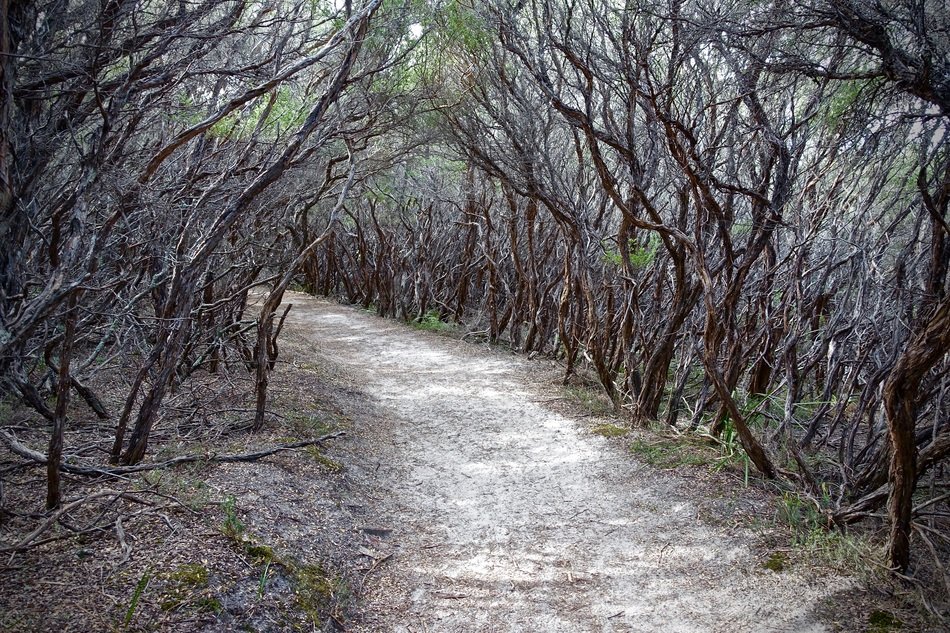 Path Covered Tree