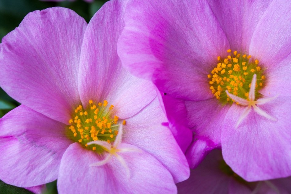 Blossoming beautiful purple flowers