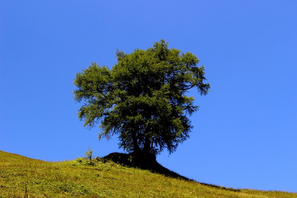 Tree Conifer Meadow Sky Alpe