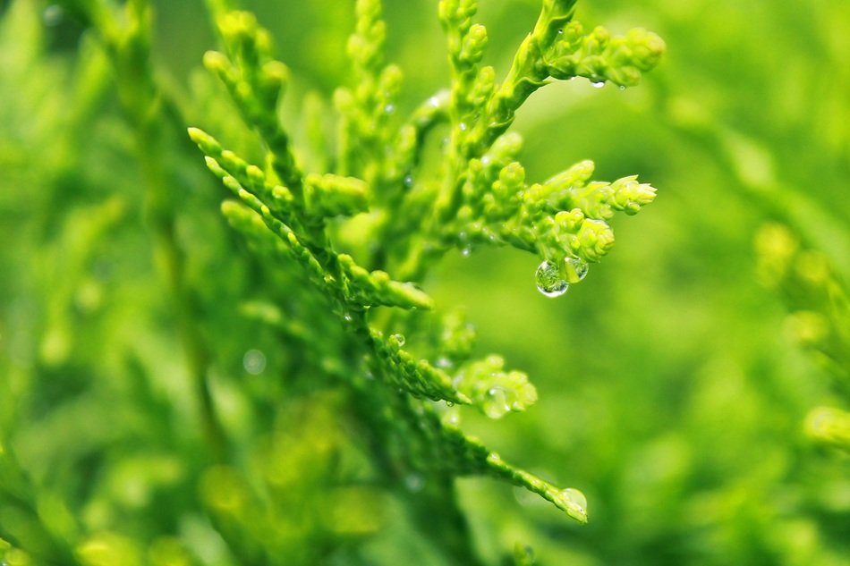 dewdrops on cypress