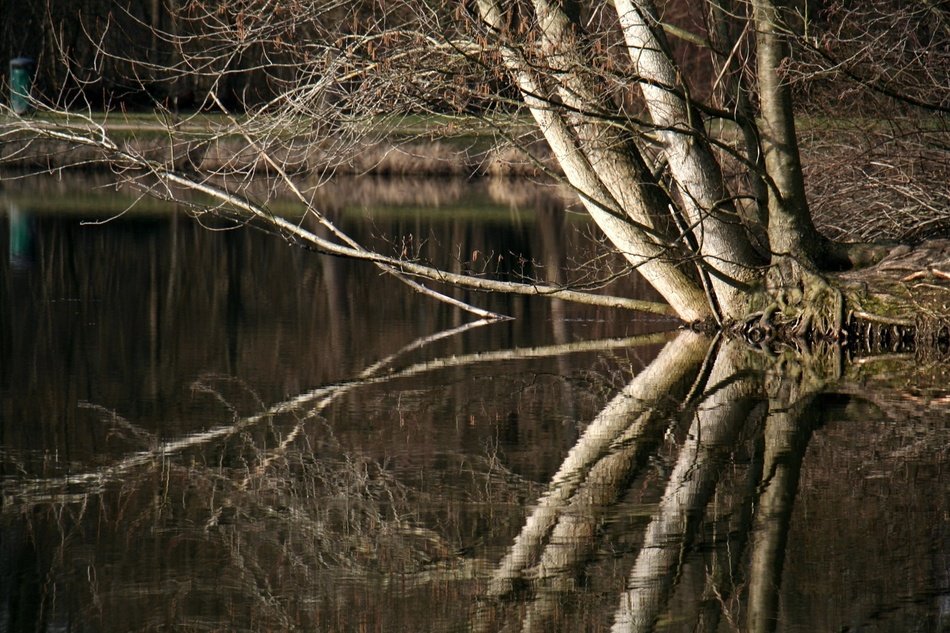 picture of trees by the lake