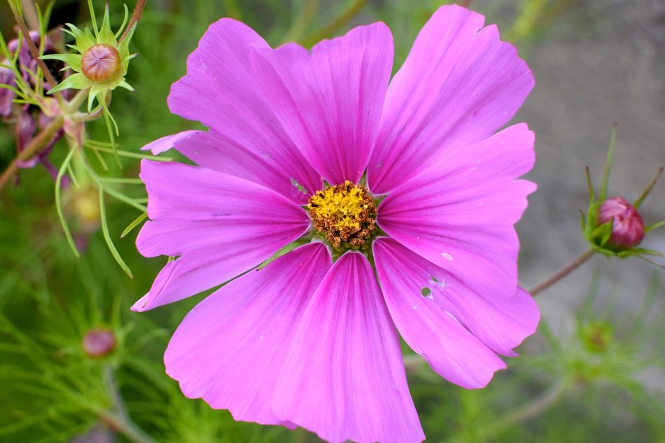 Beautiful pink and purple flower with yellow core in the garden