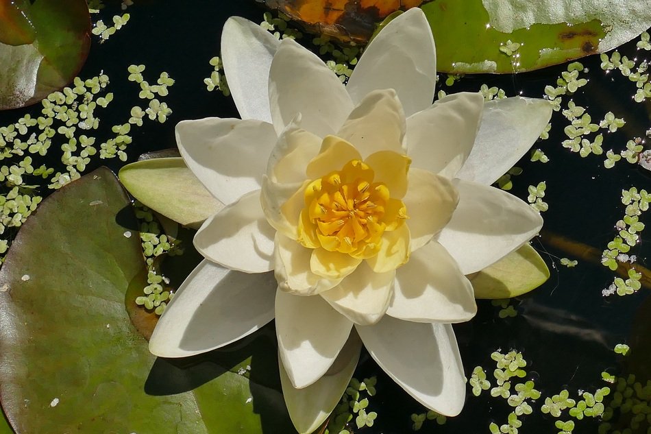 beautiful white lily in the pond