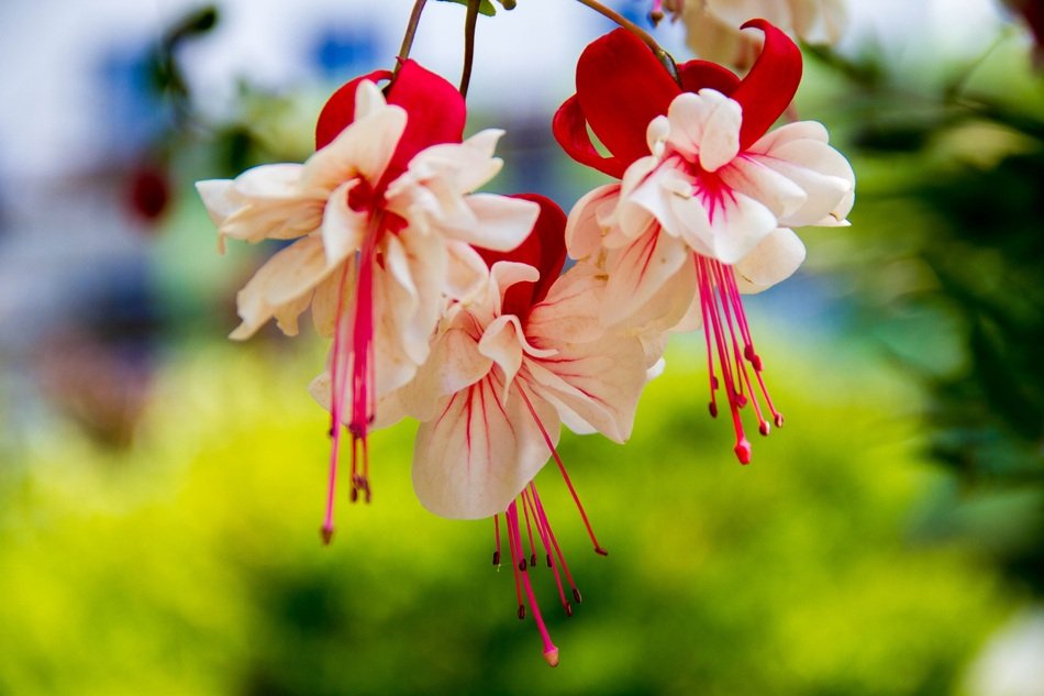 white and red flowers of encianthus