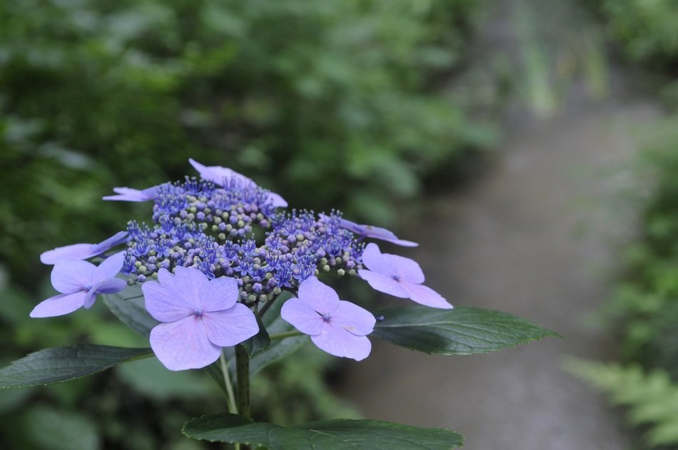 bloom of the decorative viburnum