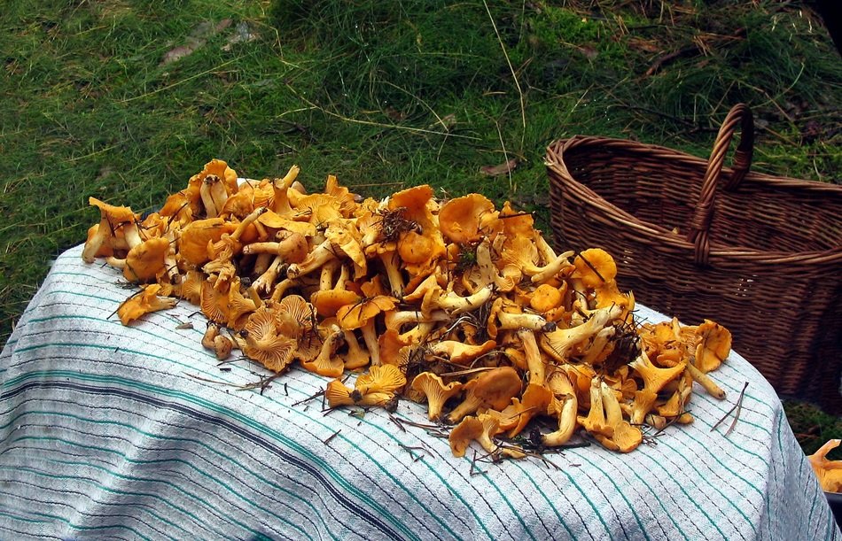 orange chanterelles lie on the table