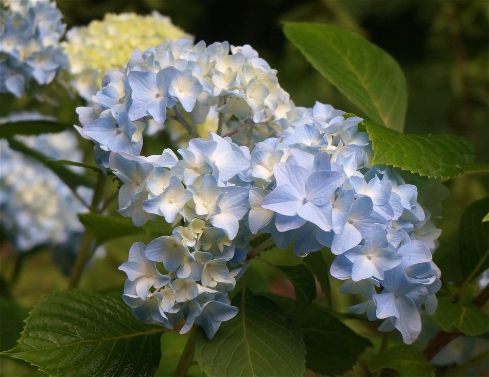 blue hydrangea flower in the garden