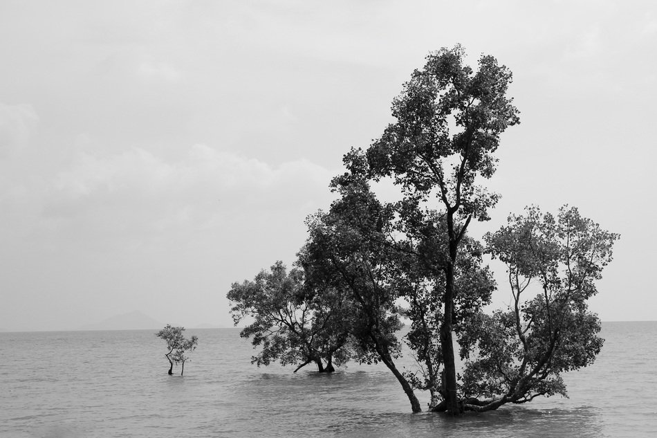 trees in water in black and white image