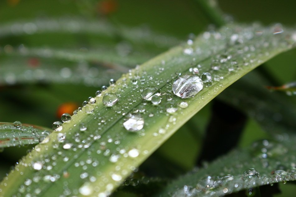 Grass and Drop