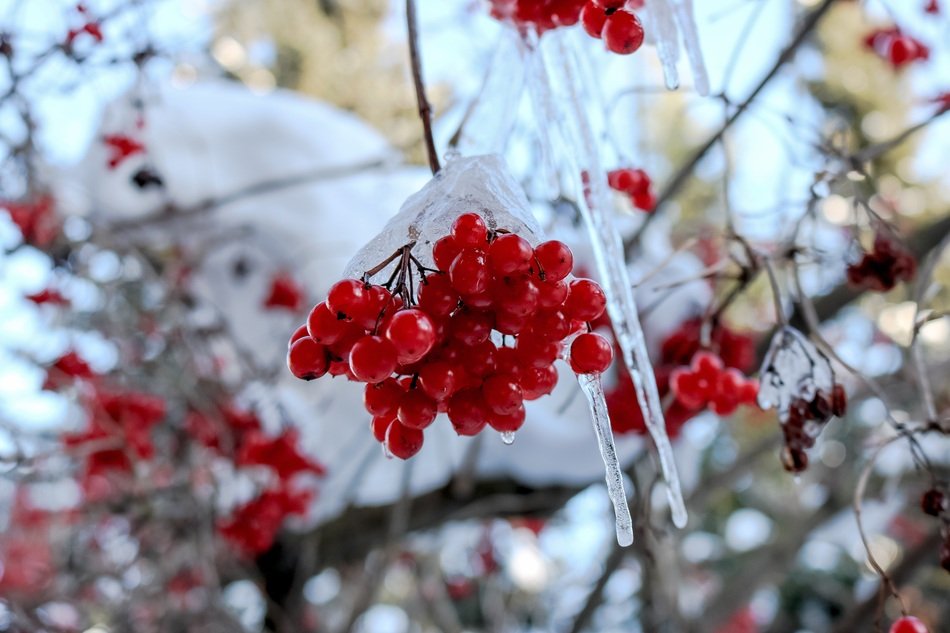 Picture of Winter plants