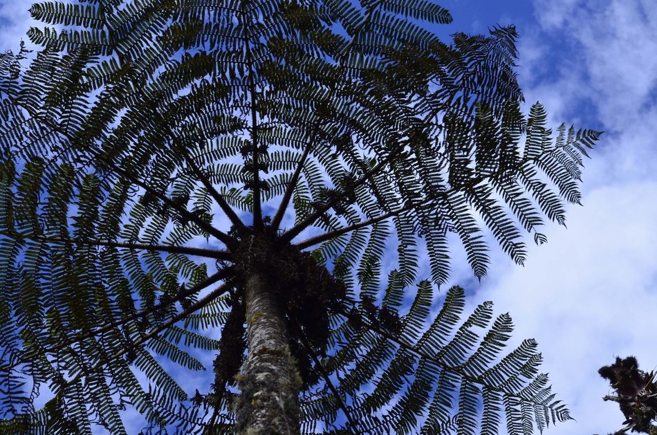 Cyatea plant