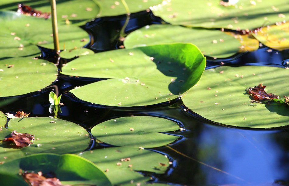 striking Water Lily Leaves