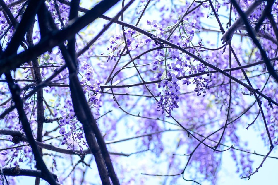 flowering wisteria tree in spring