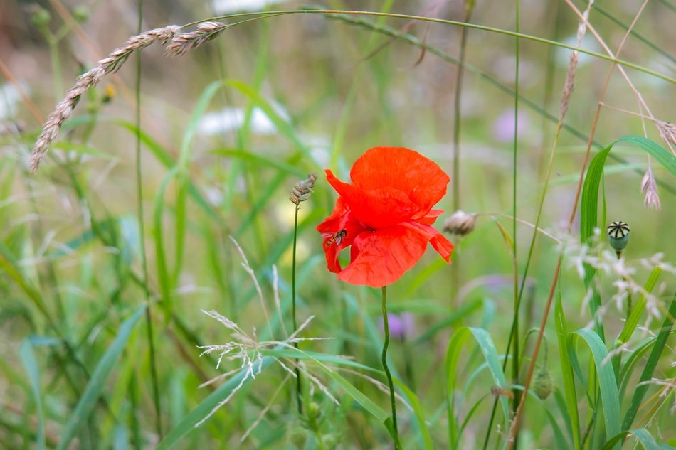 red poppy on the meadow