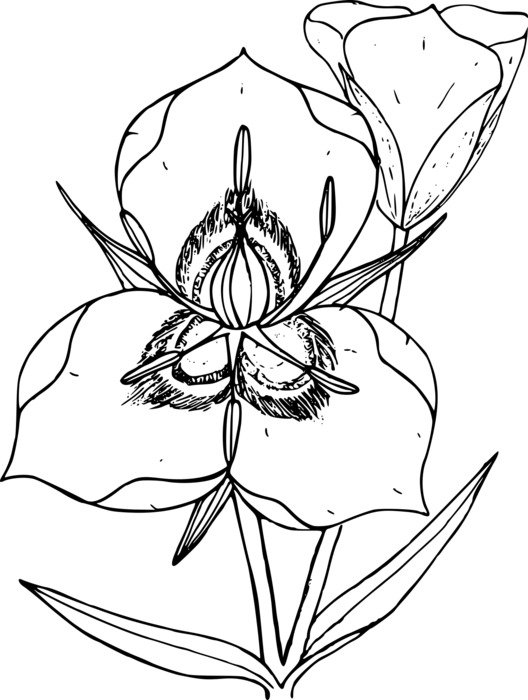 graphic image of a wild flower