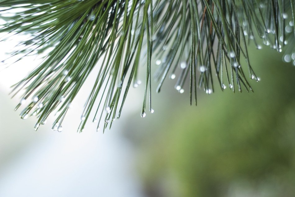 macro picture of Raindrops on pine needles