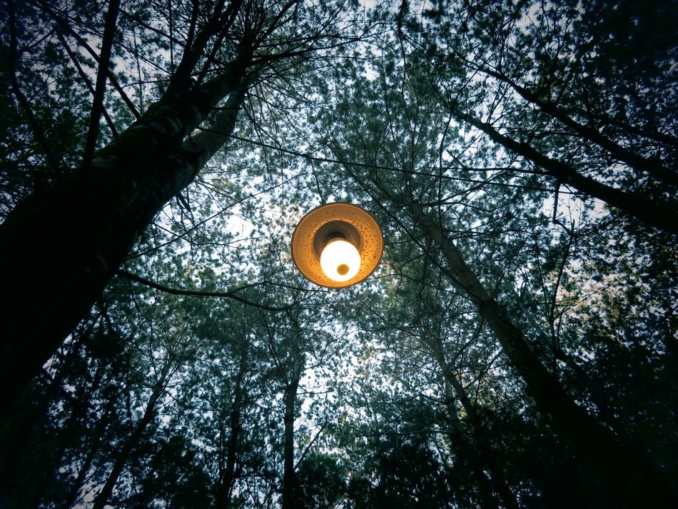 lantern among the trees in the forest