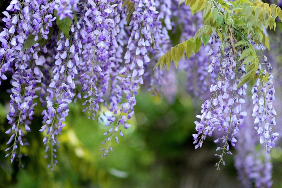 Purple Acacia flowers