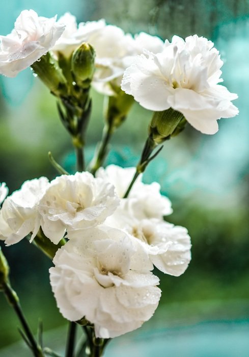 White carnation flowers in nature free image download