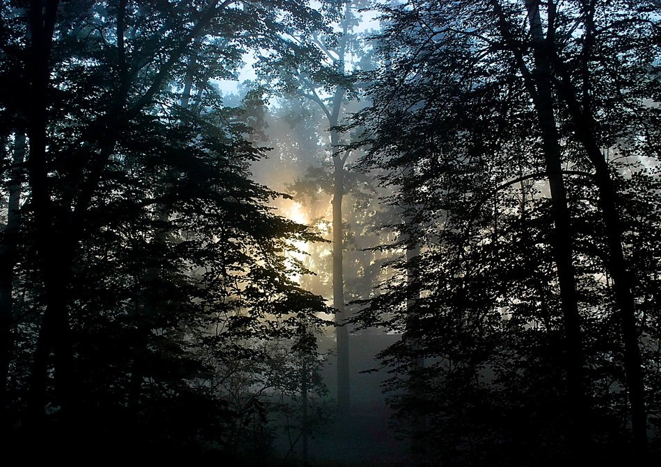 sun and fog at sunrise in the forest