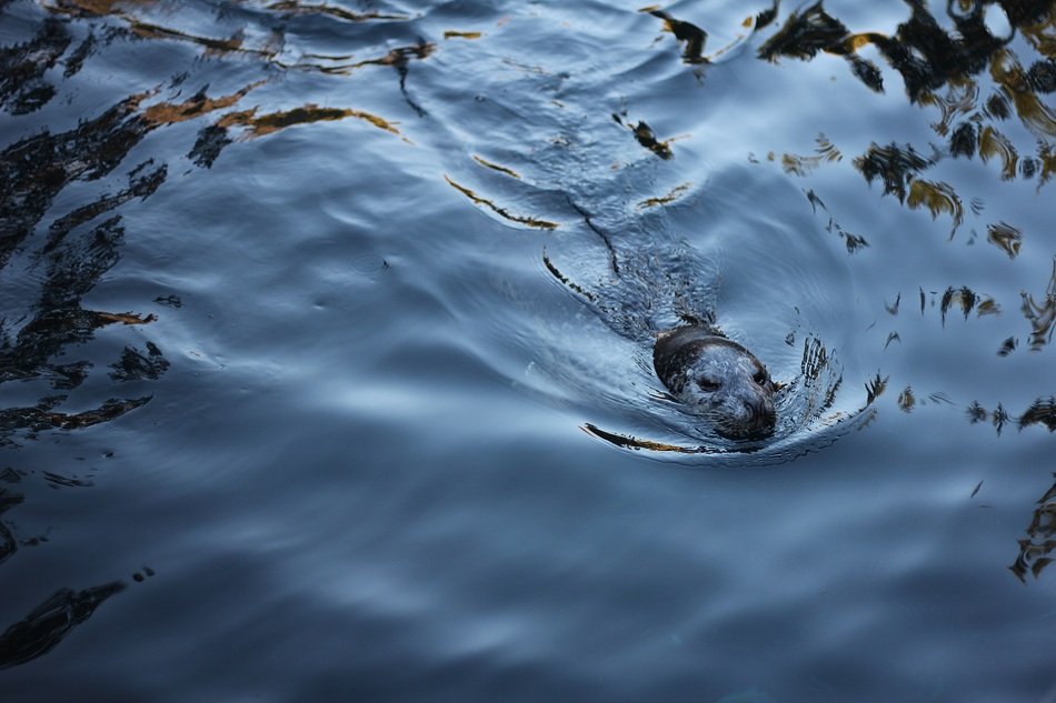 Sea Lion in the wildlife