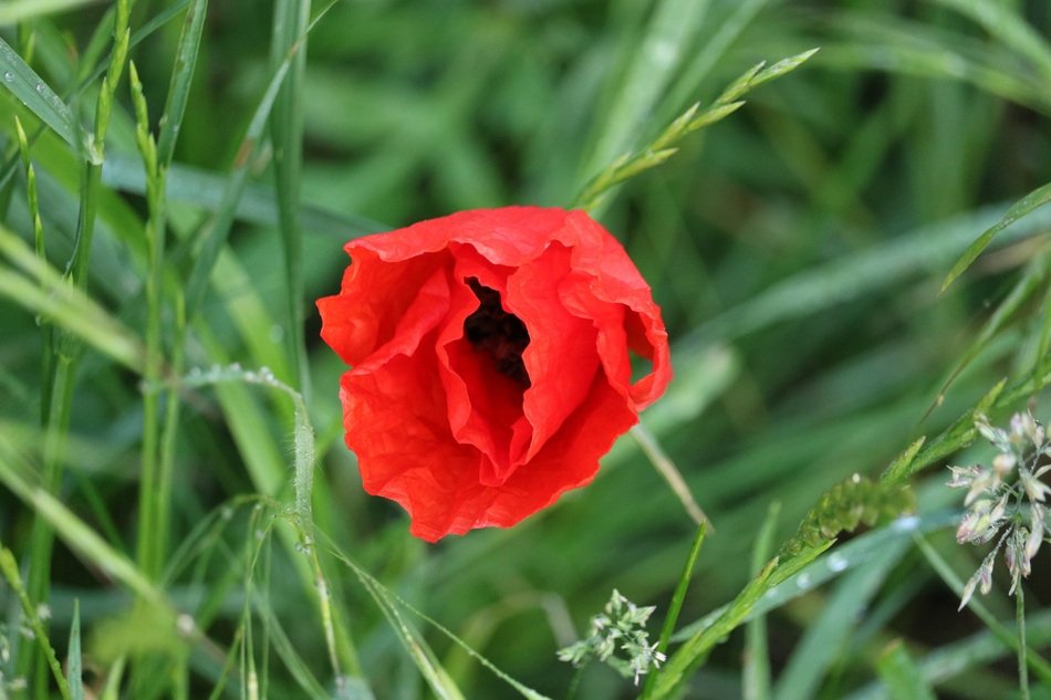 red poppy in green tall grass