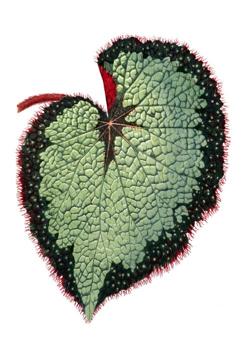 begonia leaf on white