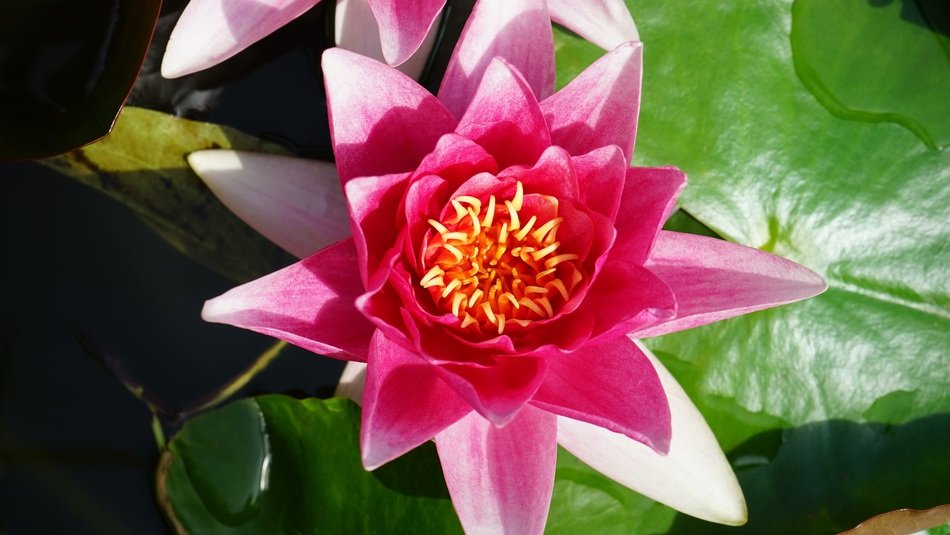 stunningly beautiful Lilly Pink Flower