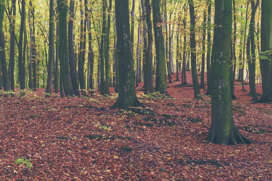 dry bright foliage in the forest