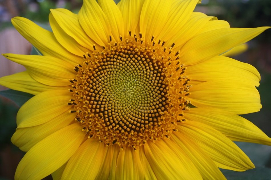 yellow sunflower bloom