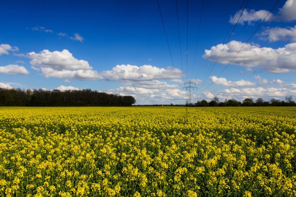 power line above blooming Rape field